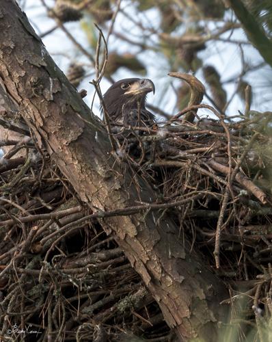 Juvenile bald eagle in a Piedmont region nest included in Georgia DNR's 2024 nesting survey. Credit_Becky Cover. Credit required for use..jpeg