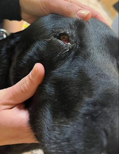 Vets save dog’s sight after 4ins stick embedded in eye during game for fetch