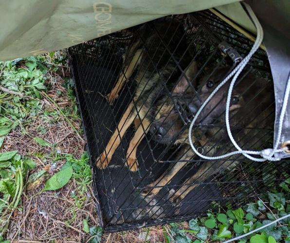 Two emaciated German Shepherd dogs were rescued from a tiny cage