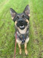 Two emaciated German Shepherd dogs were rescued from a tiny cage